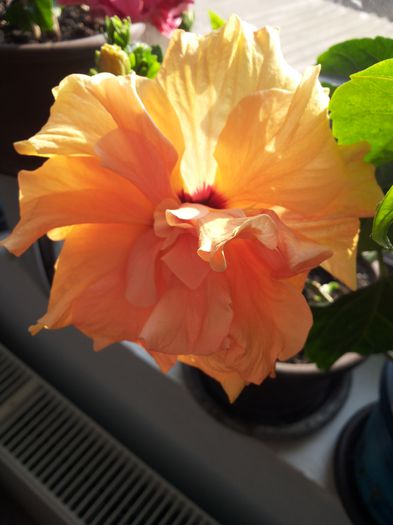 20150324_082029 - florile mele 2015