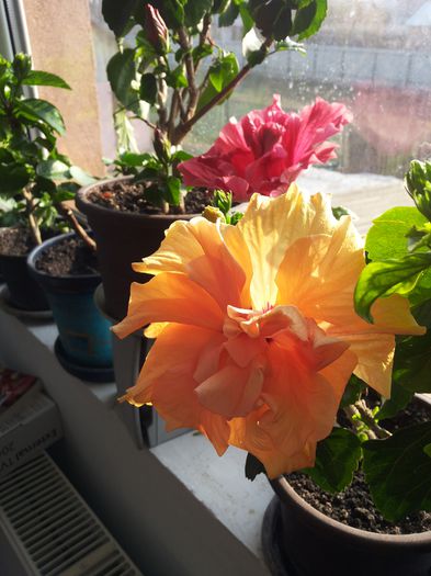 20150324_082018 - florile mele 2015