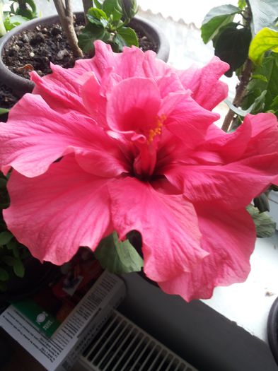 20150323_150712 - florile mele 2015