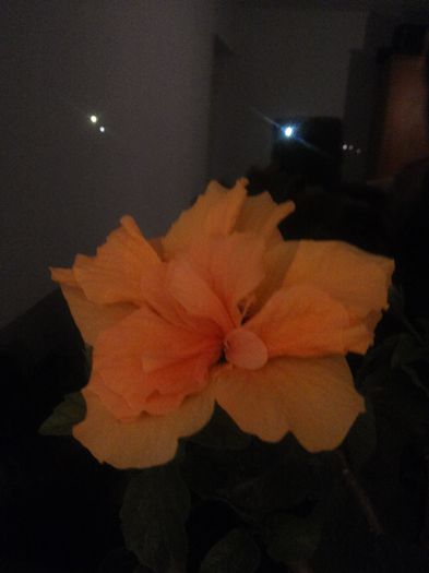 20150322_193943 - florile mele 2015