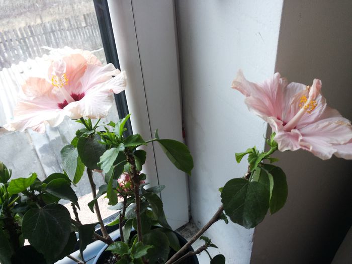 20150319_072318 - florile mele 2015