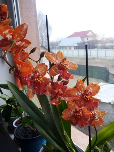 20150220_075816 - florile mele 2015