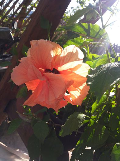 20140811_171858 - florile mele 2015