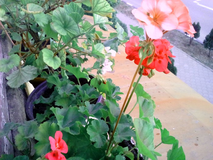 IMG_20150503_202308 - Florile mele