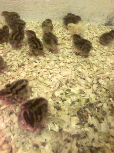 002 - prepelite 2015