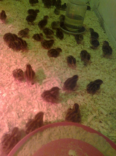 003 - prepelite 2015