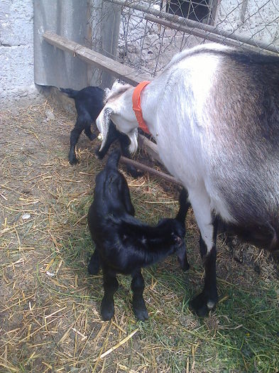 Tiganca cu Gina-mama sa. - 3 Tiganca n 1 mai 2015