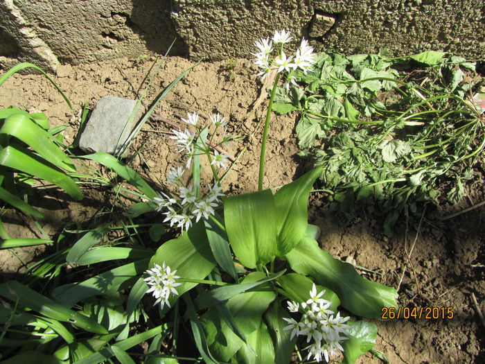 IMG_0243 - Flori de gradina-2015Primavara