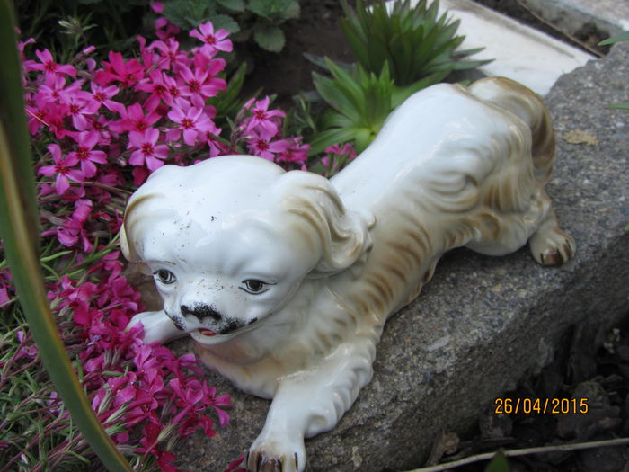 IMG_0233 - Flori de gradina-2015Primavara