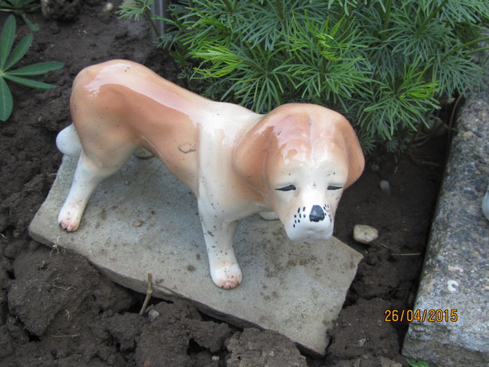 IMG_0234 - Flori de gradina-2015Primavara