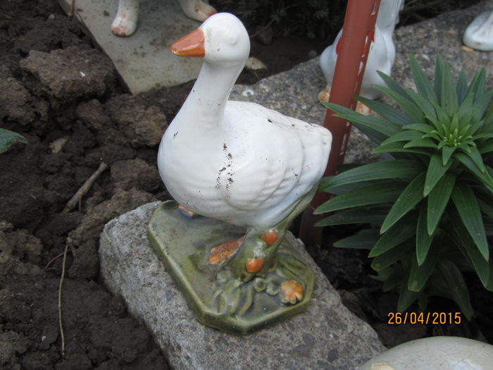 IMG_0235 - Flori de gradina-2015Primavara