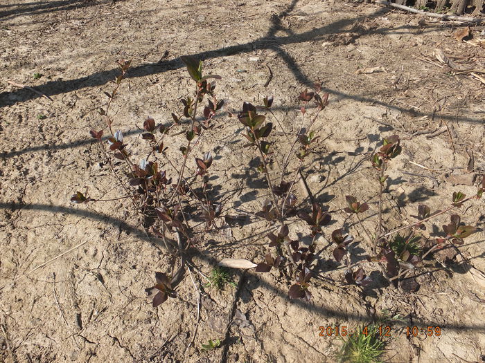 DSCF5842 (12-04-2015) - Aronia melanocarpa