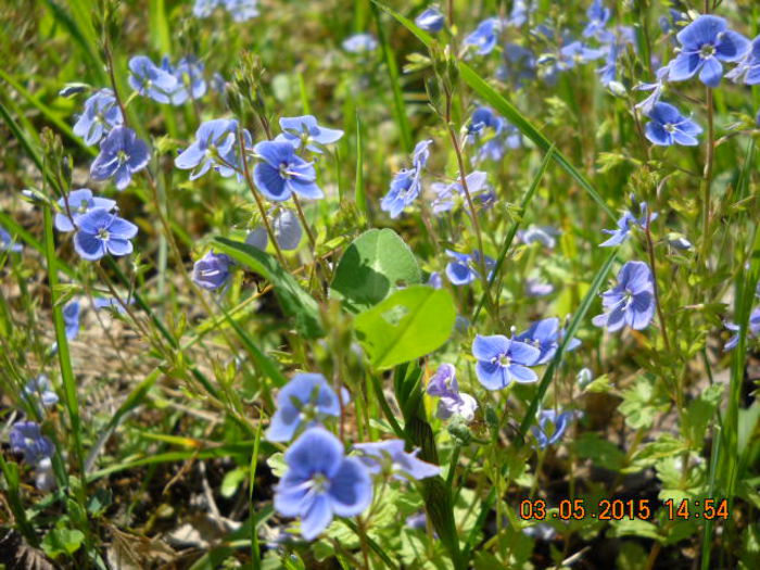 DSCN6044 - flori de primavara