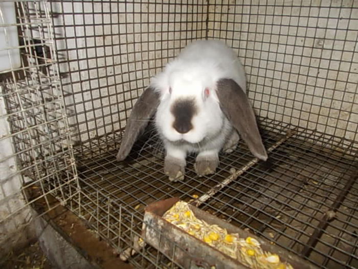 femela - BERBEC GERMAN