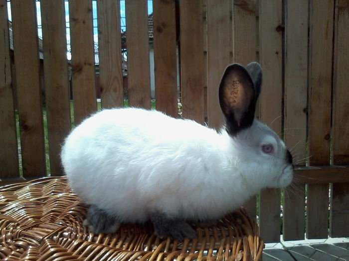 Fotografie-0239 - MASCULI CALIF  PESTE  3 luni  - vanduti