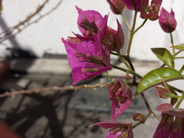 1 - Bougainvillea - 2015