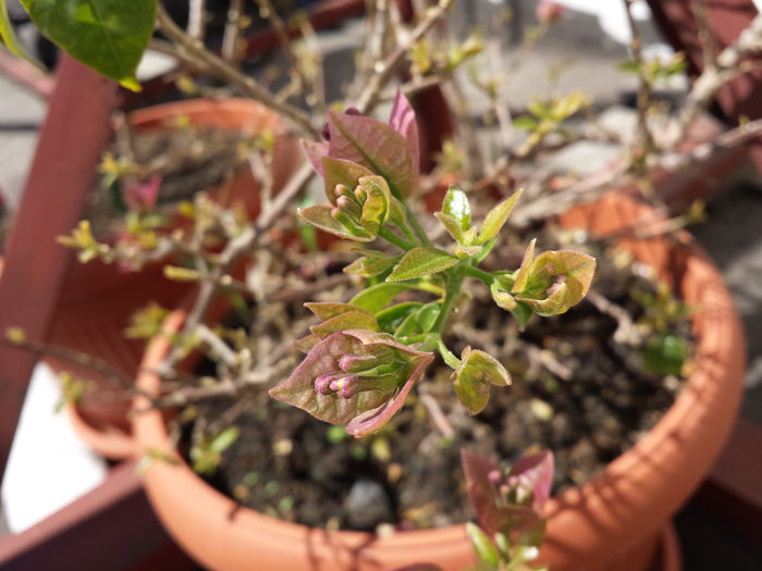 3 - Bougainvillea - 2015