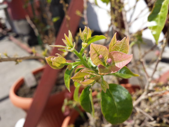 4 - Bougainvillea - 2015