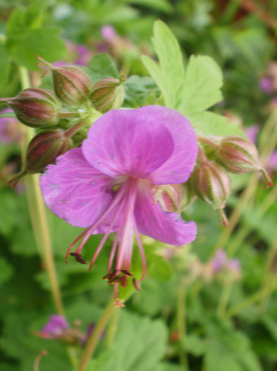  - Geranium