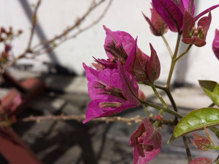 5 - Bougainvillea - 2015