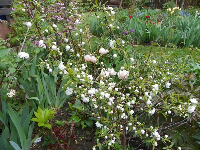 prunus gland. Alba Plena - cat a mai ramas din el - Copacei si arbusti 2015