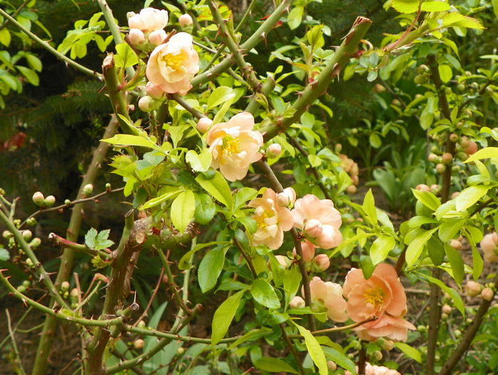 chaenomeles Cameo - Copacei si arbusti 2015