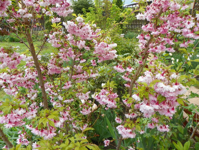 prunus incisa Oshidori - Copacei si arbusti 2015