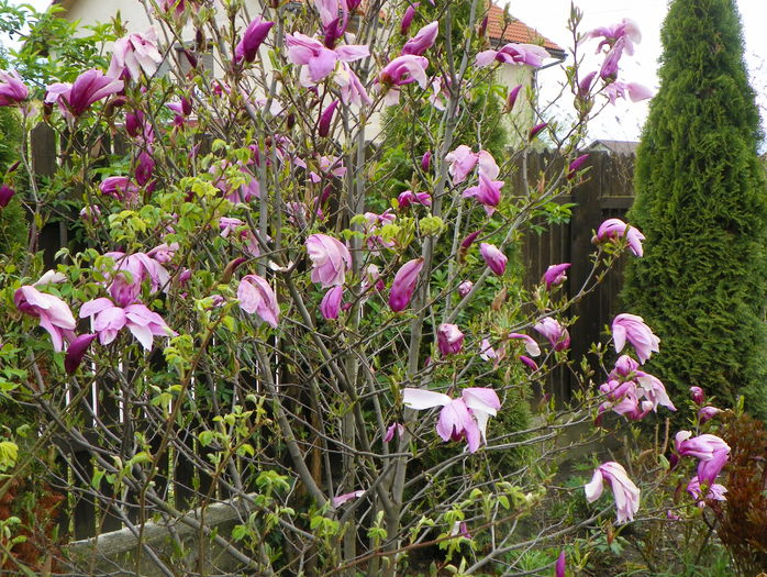 magnolia Susan - Copacei si arbusti 2015