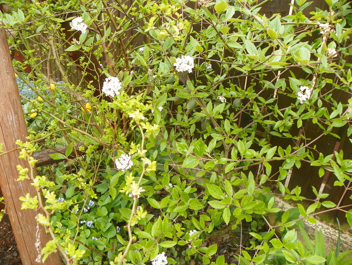 viburnum burkwoodi - Copacei si arbusti 2015