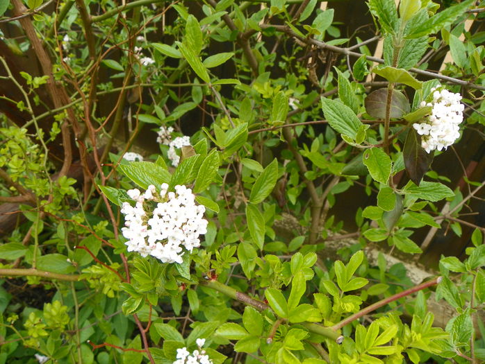 viburnum burkwoodi - Copacei si arbusti 2015