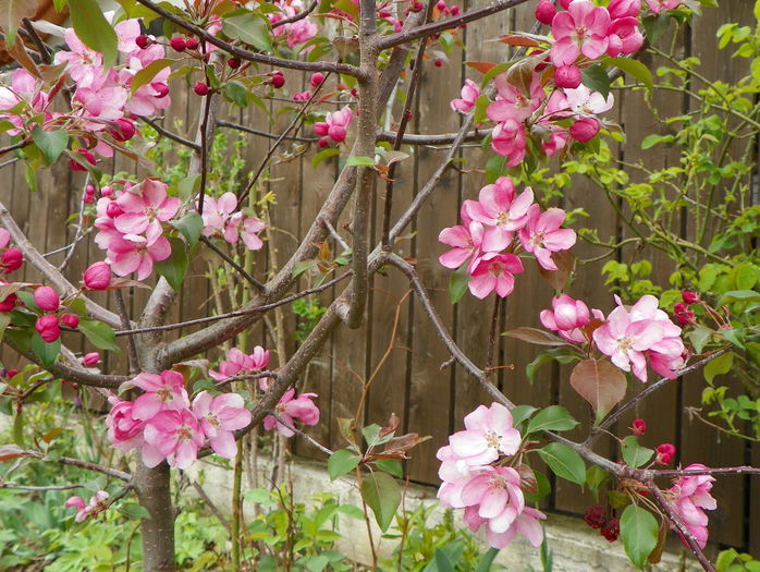 malus Rudolph - Copacei si arbusti 2015