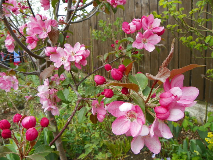 malus Rudolph - Copacei si arbusti 2015