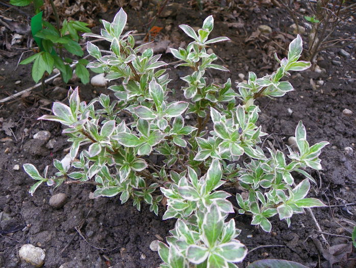 weigela Monet - Copacei si arbusti 2015