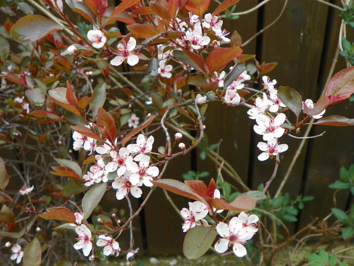 prunus x cistena - Copacei si arbusti 2015