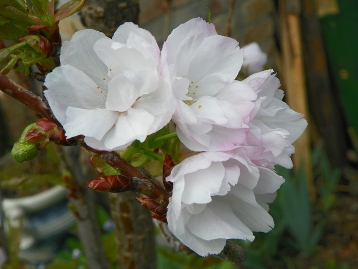 prunus Amanogawa - Copacei si arbusti 2015