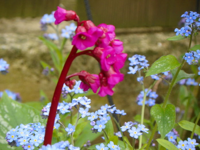 bergenia Winter Glow - Primavara 2015