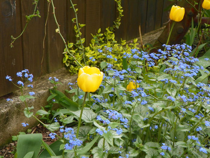 3 mai 007 - Primavara 2015