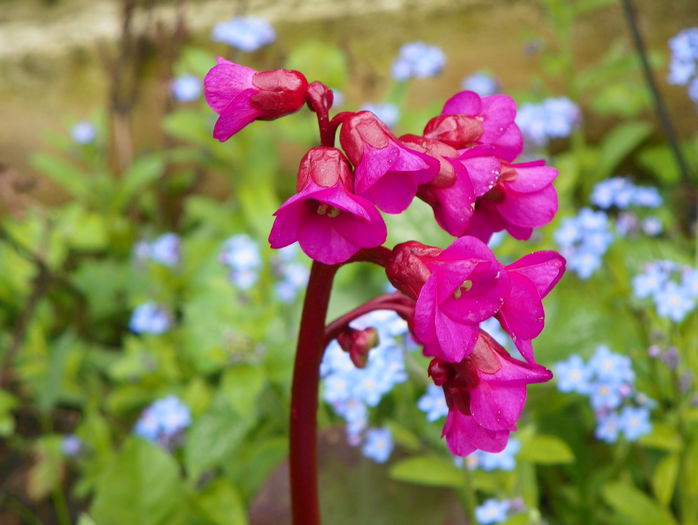 bergenia Winter Glow - Primavara 2015