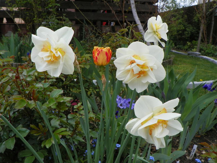 narcise Samantha - Primavara 2015