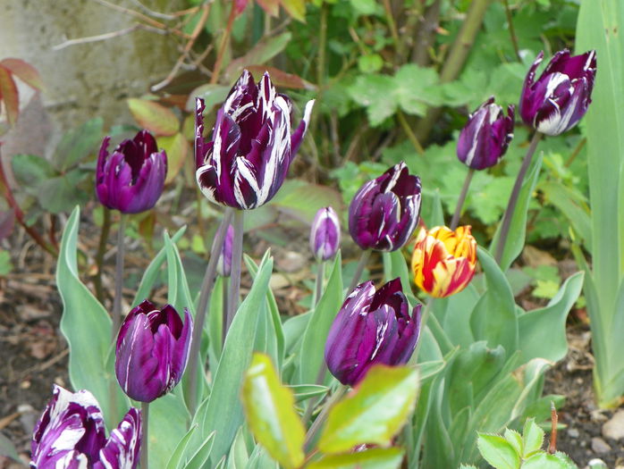 lalele corcite - Primavara 2015