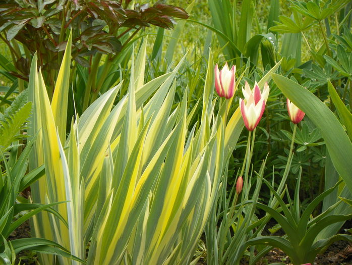 lalele Cynthia - Primavara 2015