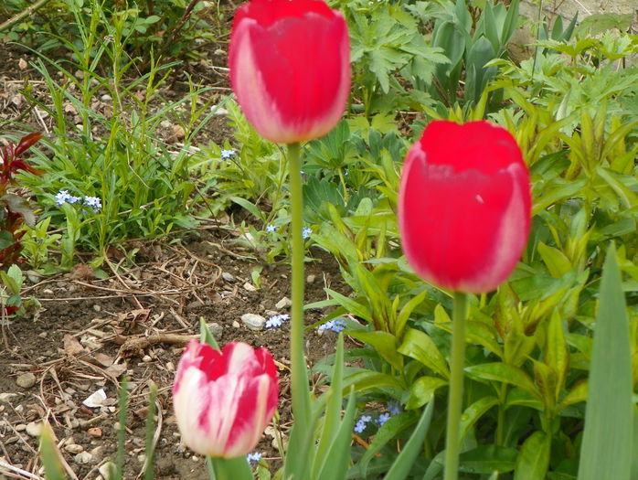 3 mai 054 - Primavara 2015