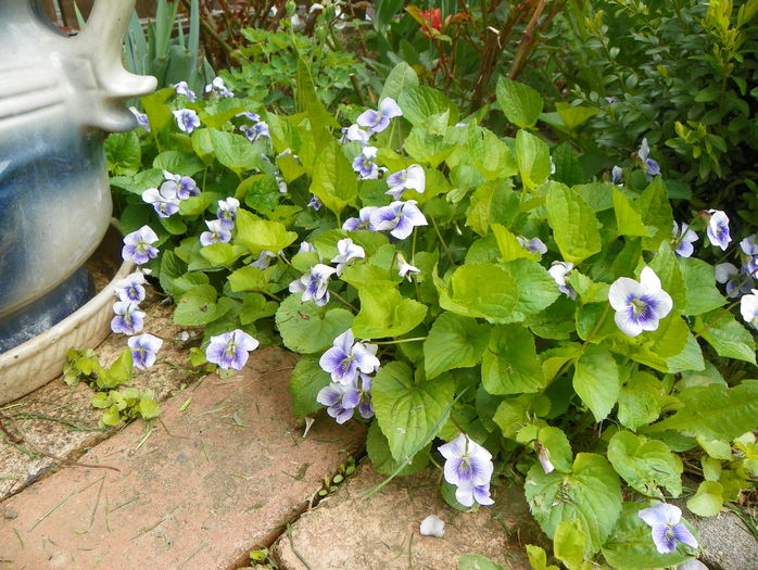 viola sororia Priceana - Primavara 2015