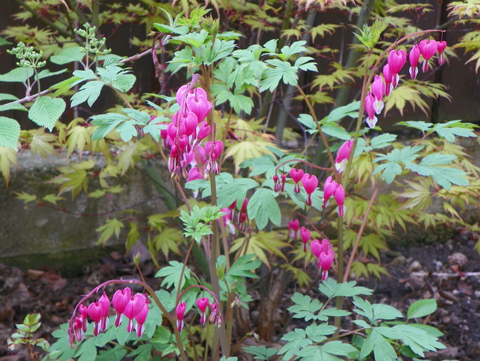 dicentra spectabilis - Primavara 2015