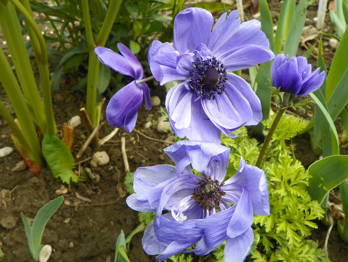 anemone Lord Lieutenant - Primavara 2015