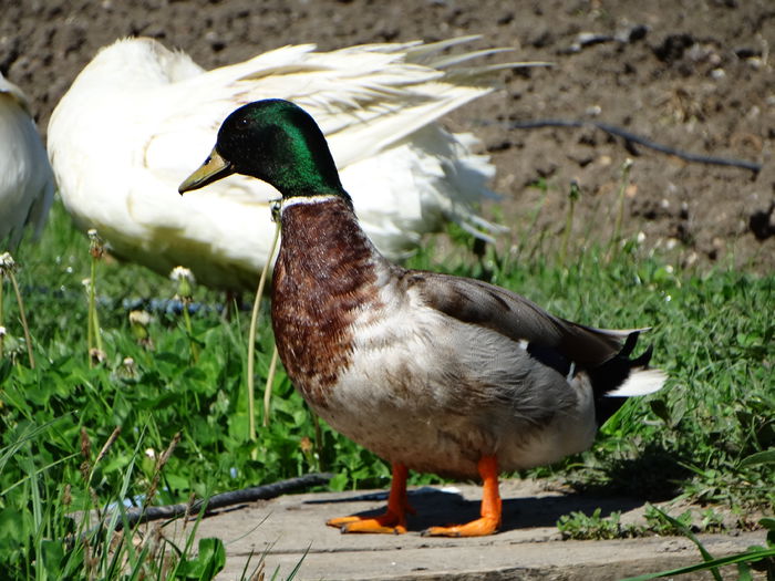 DSC06323 - Rate pitice