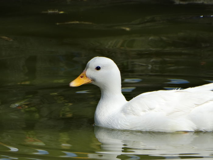 DSC06331 - Rate pitice