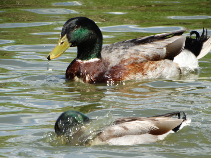 DSC06333 - Rate pitice