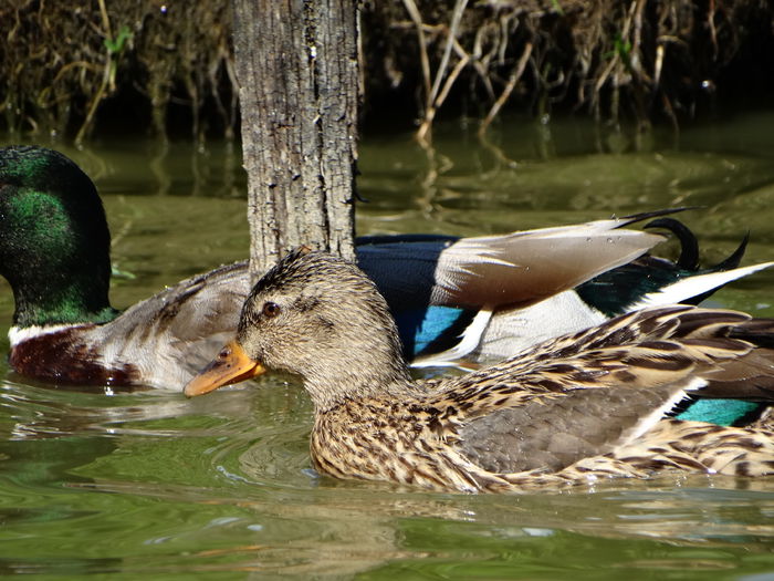 DSC06340 - Rate pitice