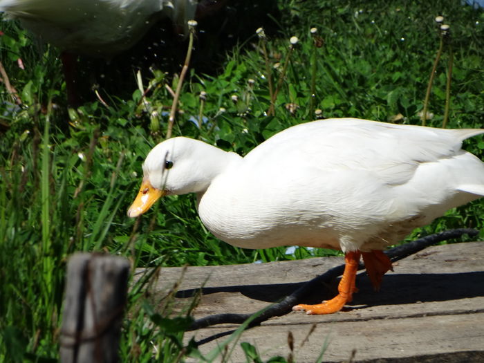 DSC06341 - Rate pitice